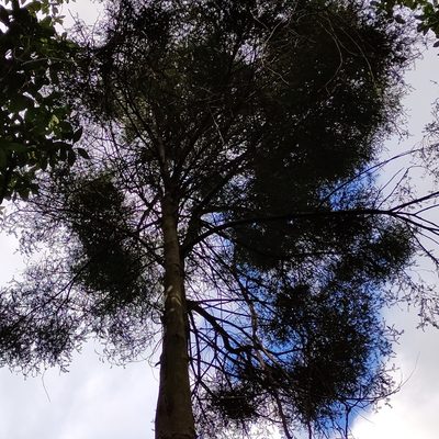 Prumnopitys taxifolia, photographed by Jenny Saito