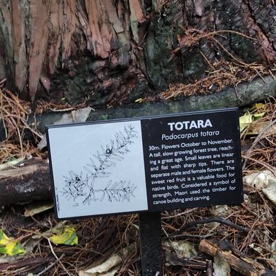 Podocarpus totara, photographed by Jenny Saito