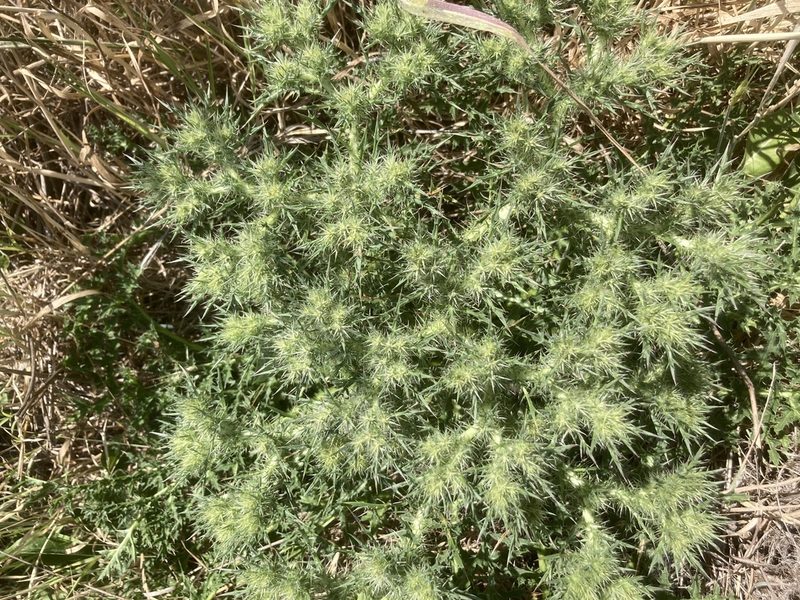 Cardopatium corymbosum, photographed by Andre Hosper