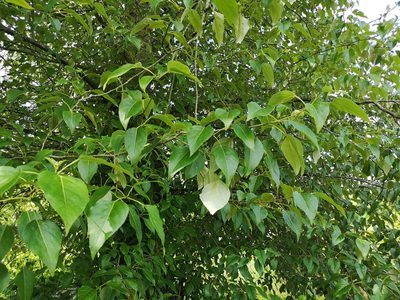 Populus trichocarpa, photographed by Jens-Christian Svenning