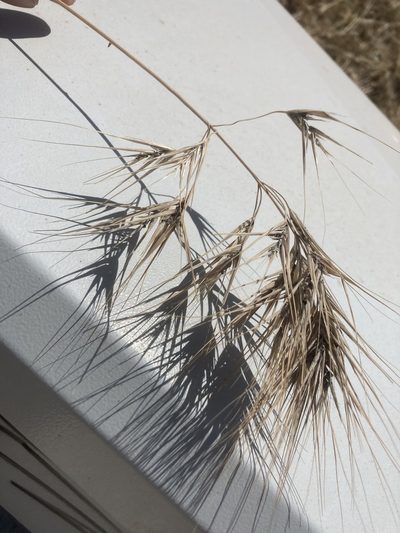 Bromus rigidus, photographed by Andre Hosper