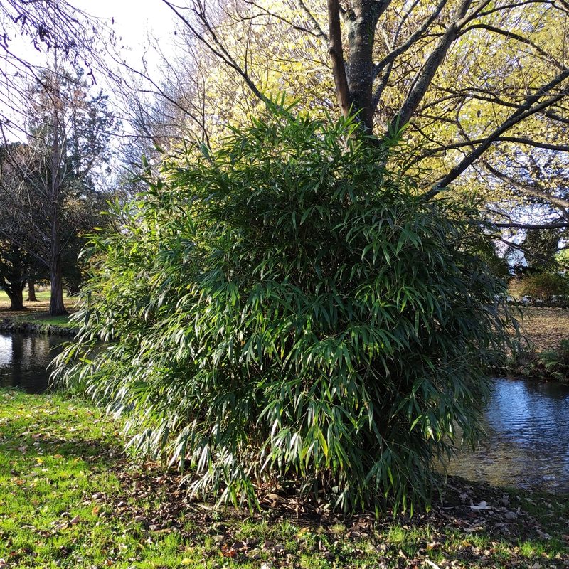 Pseudosasa japonica, photographed by Jenny Saito
