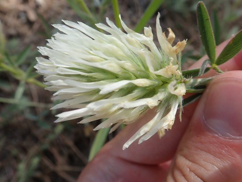 Trifolium pannonicum, photographed by John Kenrick Gibson