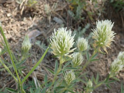 Trifolium pannonicum, photographed by John Kenrick Gibson
