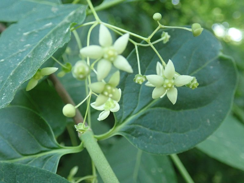 Euonymus latifolius, photographed by John Kenrick Gibson