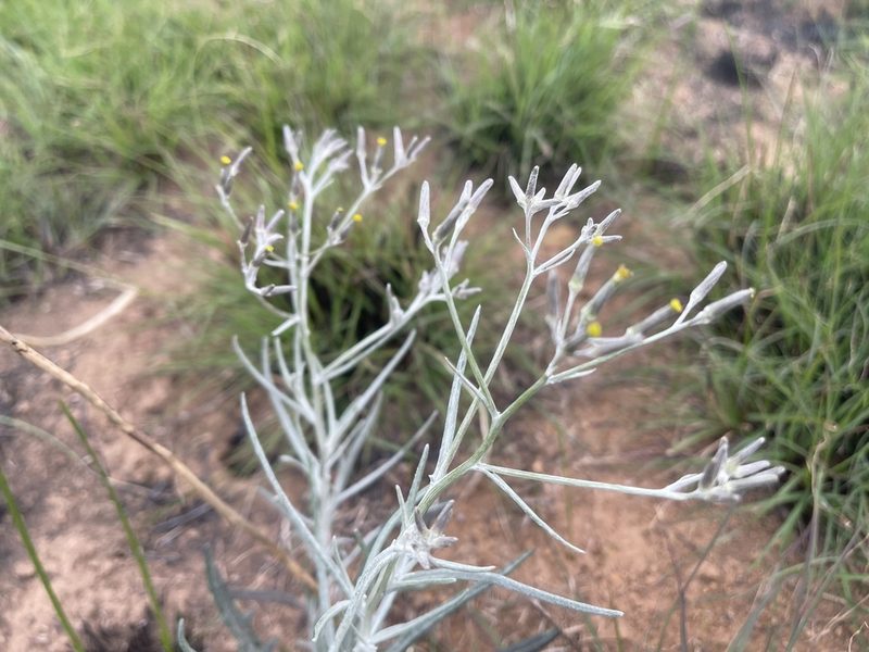 Senecio quadridentatus, photographed by Dylan Wishart