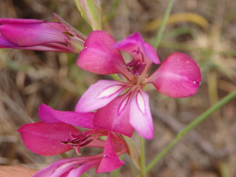 Gladiolus illyricus, photographed by Carminda Santos