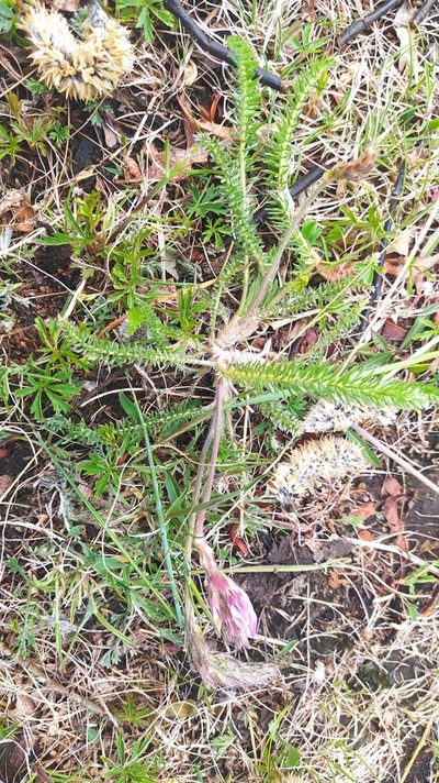 Oxytropis myriophylla, photographed by Ochirnima Nimaev