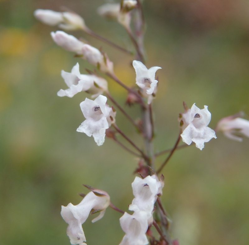 Anarrhinum longipedicellatum, photographed by Carminda Santos