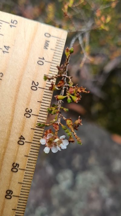 Baeckea brevifolia, photographed by Petra Holland