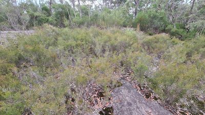 Baeckea brevifolia, photographed by Petra Holland