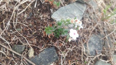 Androsace incana