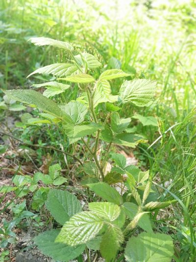 Rubus hirtus, photographed by Patrycja Iciek