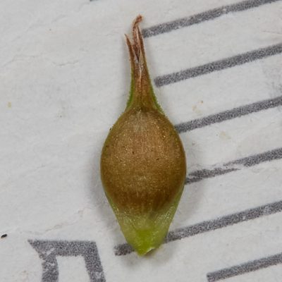 Carex tumulicola, photographed by Ken-ichi Ueda