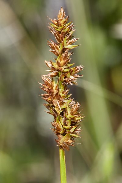 Carex densa, photographed by Ken-ichi Ueda