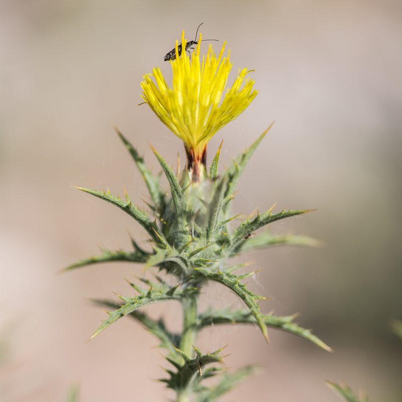 Carthamus lanatus, photographed by Tim Johnson