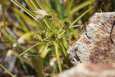 Cyperus eragrostis, photographed by Ashwin Srinivasan