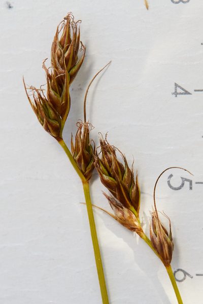 Carex tumulicola, photographed by Ken-ichi Ueda