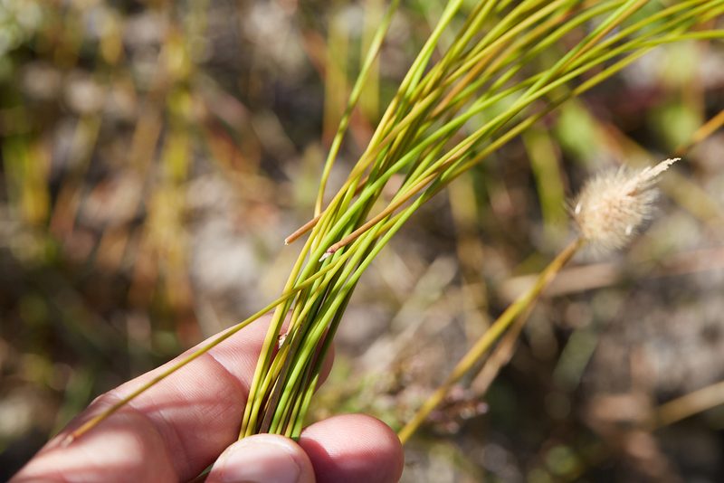 Eleocharis rostellata, photographed by Ken-ichi Ueda