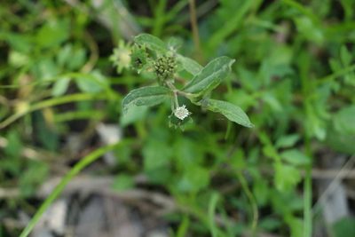 Eclipta prostrata, photographed by Greg Tasney