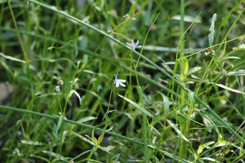 Lobelia stenophylla, photographed by Greg Tasney