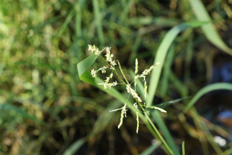 Leersia hexandra, photographed by Greg Tasney