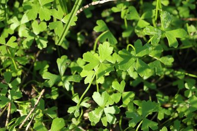 Hydrocotyle paludosa, photographed by Greg Tasney