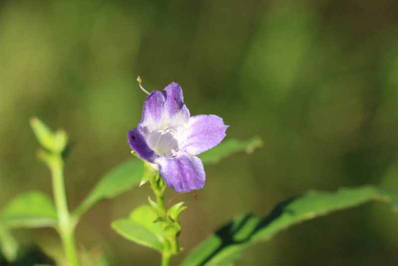Artanema fimbriatum, photographed by Greg Tasney