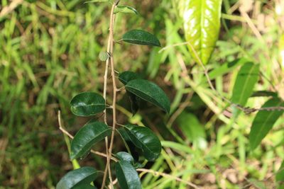 Maclura cochinchinensis, photographed by Greg Tasney
