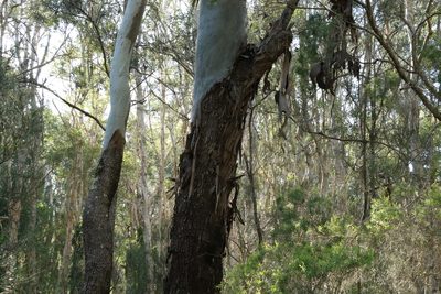 Corymbia tessellaris, photographed by Greg Tasney