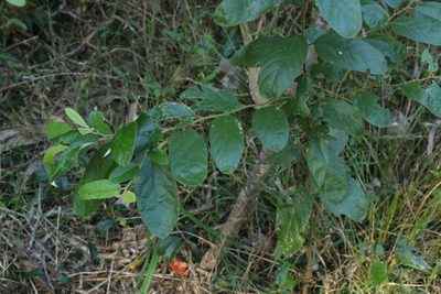 Alphitonia excelsa, photographed by Greg Tasney