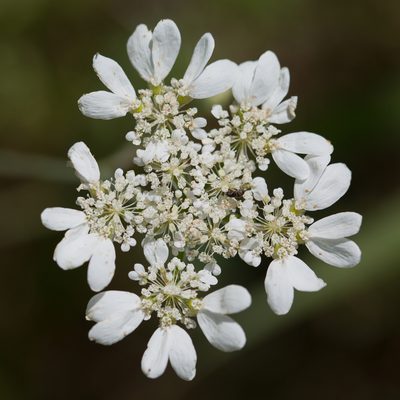 Orlaya grandiflora, photographed by Tim Johnson