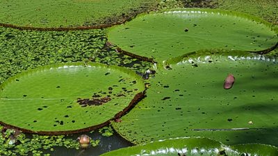 Victoria amazonica, photographed by Riley Pollom