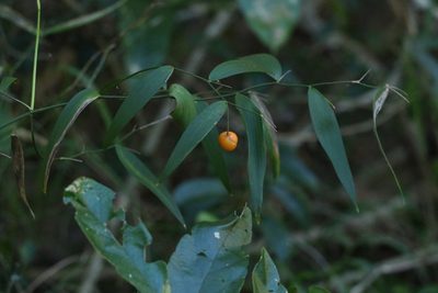 Eustrephus latifolius, photographed by Greg Tasney