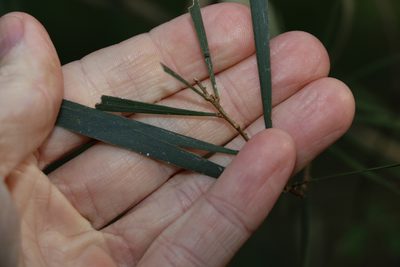 Acacia maidenii, photographed by Greg Tasney