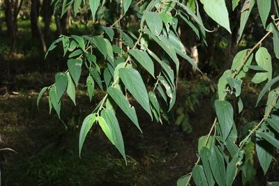 Trema tomentosum, photographed by Greg Tasney
