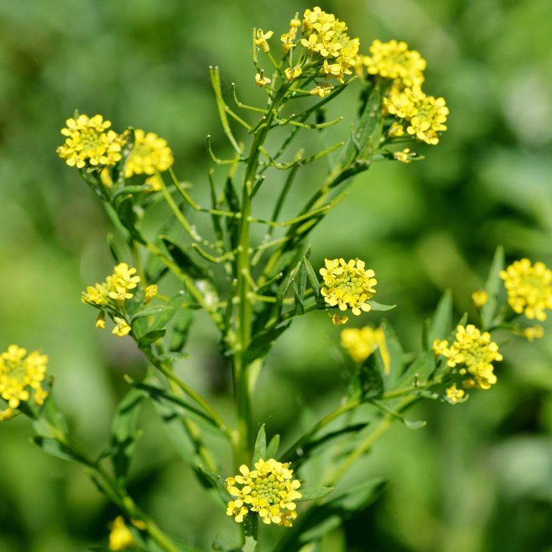Erysimum cheiranthoides, photographed by Petr Harant