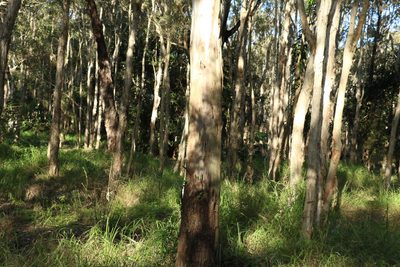 Eucalyptus tereticornis, photographed by Greg Tasney