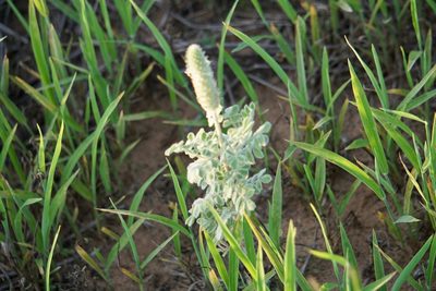 Dalea obovata, photographed by Robert Creech
