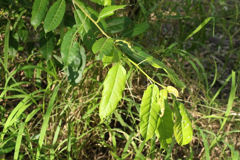 Ficus virens, photographed by Greg Tasney