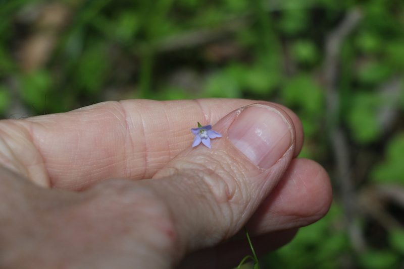 Wahlenbergia gracilis, photographed by Greg Tasney