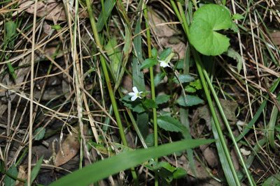Lobelia purpurascens, photographed by Greg Tasney