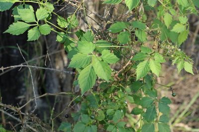 Causonis clematidea, photographed by Greg Tasney