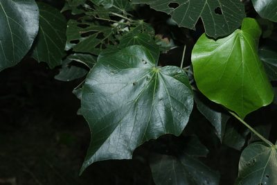 Hibiscus tiliaceus
