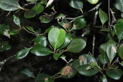 Aegiceras corniculatum, photographed by Greg Tasney