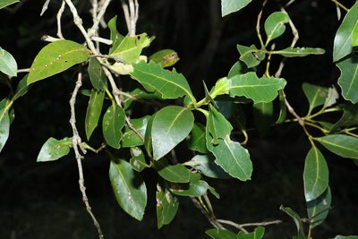 Avicennia marina, photographed by Greg Tasney