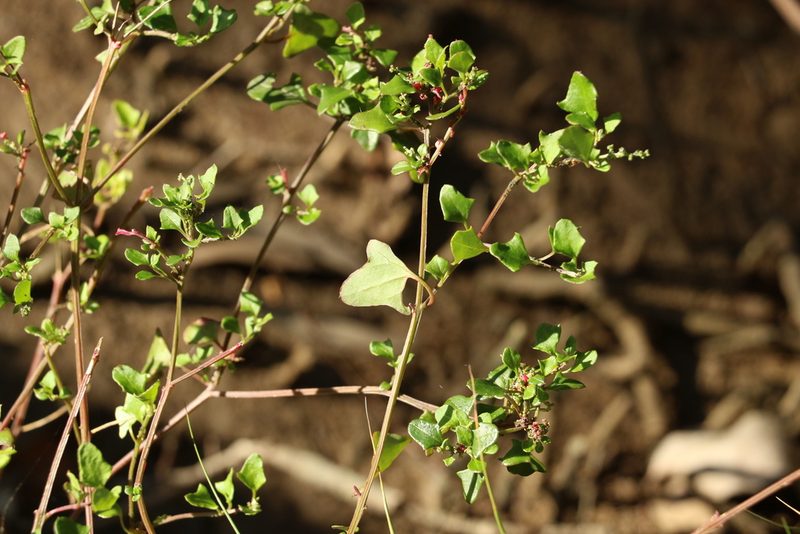 Chenopodium robertianum, photographed by Greg Tasney