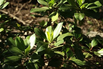 Bruguiera gymnorhiza