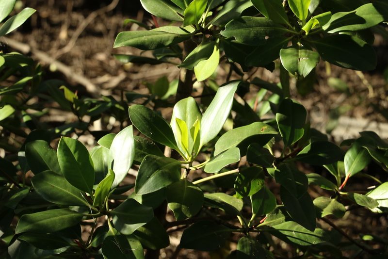 Bruguiera gymnorhiza, photographed by Greg Tasney