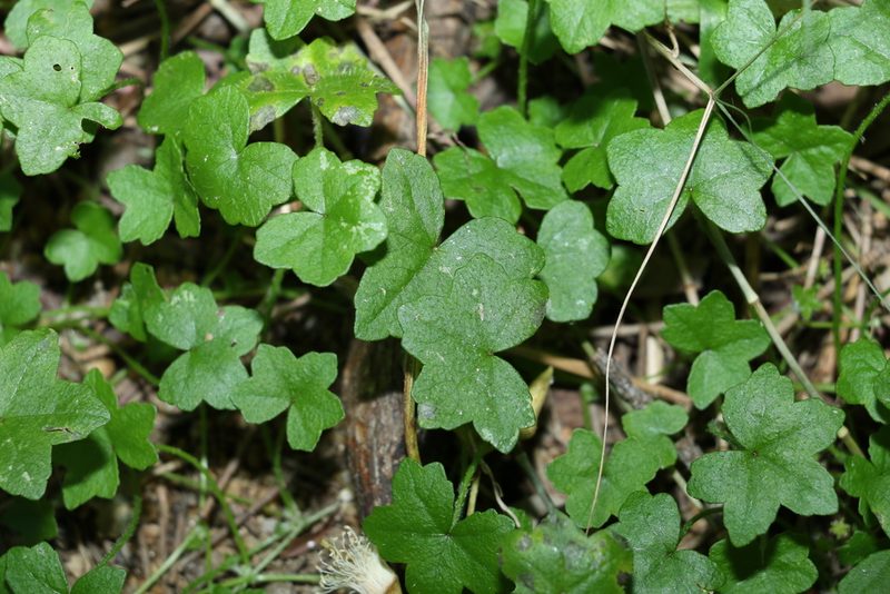 Hydrocotyle acutiloba, photographed by Greg Tasney